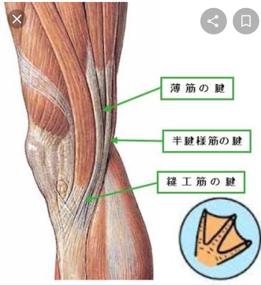 o脚 膝痛 自転車