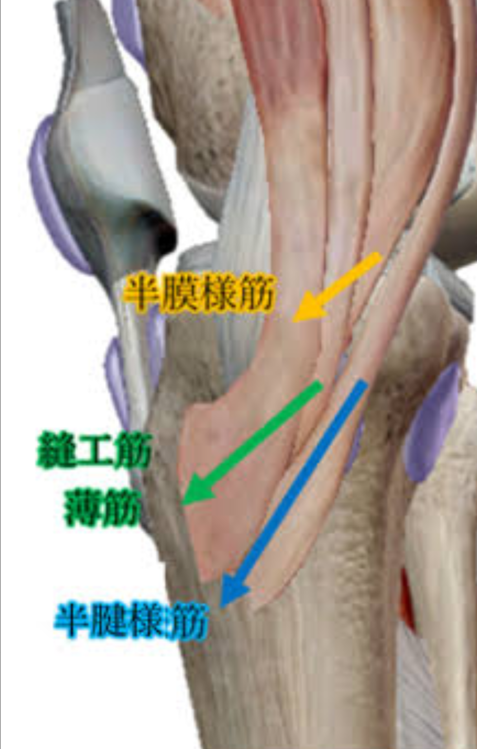 o脚 膝痛 自転車